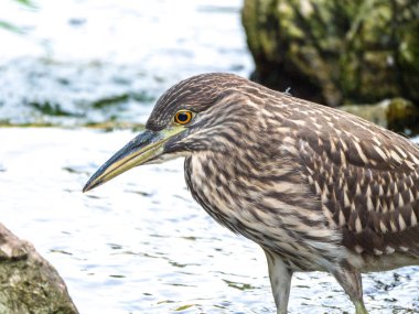 Büyük bir güzel kadın siyah gece balıkçılı kuş balık su küçük bir dere içinde arar taç..