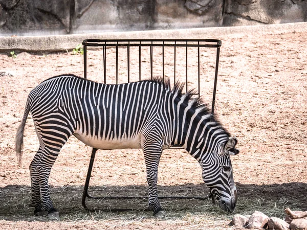 A full body animal side portrait black and white striped grevy zebra grazes outside on hot summer day.