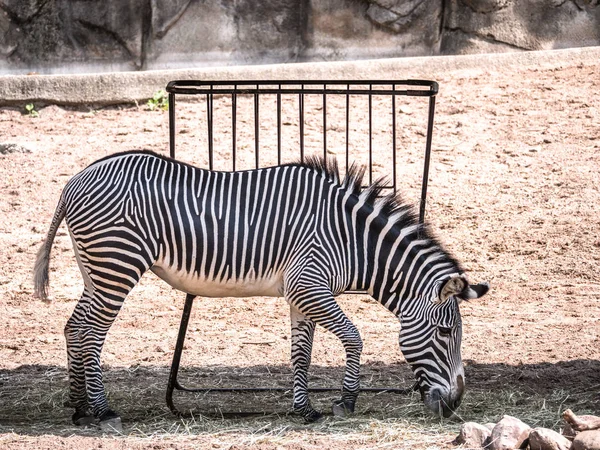 A full body animal side portrait black and white striped grevy zebra grazes outside on hot summer day.