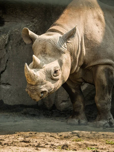 Closeup Animal Portrait View Large Adult Eastern Black Rhinoceros — Stock Photo, Image