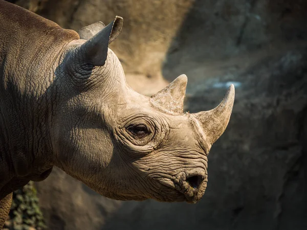 Una Vista Cerca Cabeza Los Cuernos Gran Rinoceronte Negro Oriental —  Fotos de Stock