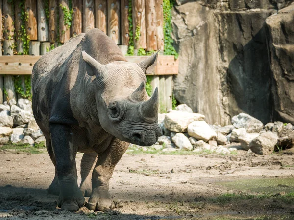 Closeup Full Body Animal Portrait Large Adult Eastern Black Rhinoceros — Stock Photo, Image