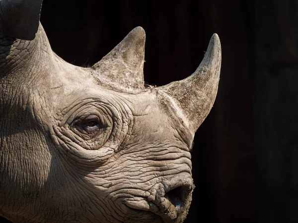 Closeup View Head Horns Large Adult Eastern Black Rhinoceros — Stock Photo, Image