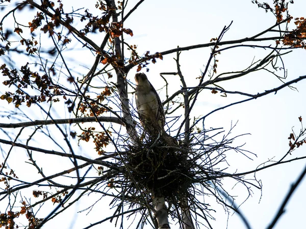 Female Black Crowned Night Heron Stands Tends Her Nest High — Stock Photo, Image