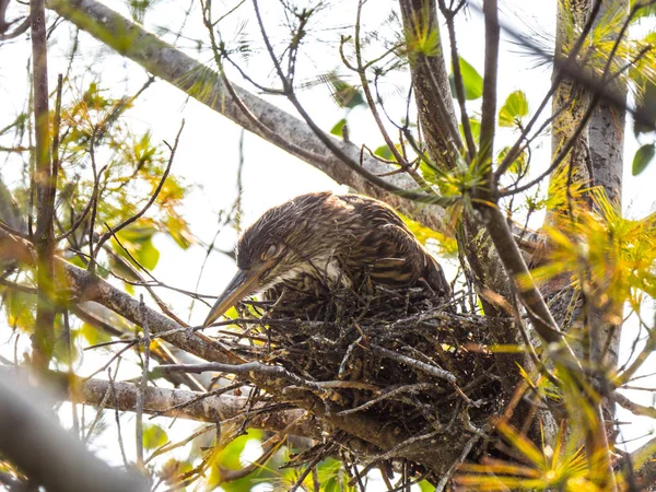 Ein Weiblicher Schwarzkronenreiher Sitzt Und Ruht Auf Seinem Nest Aus — Stockfoto