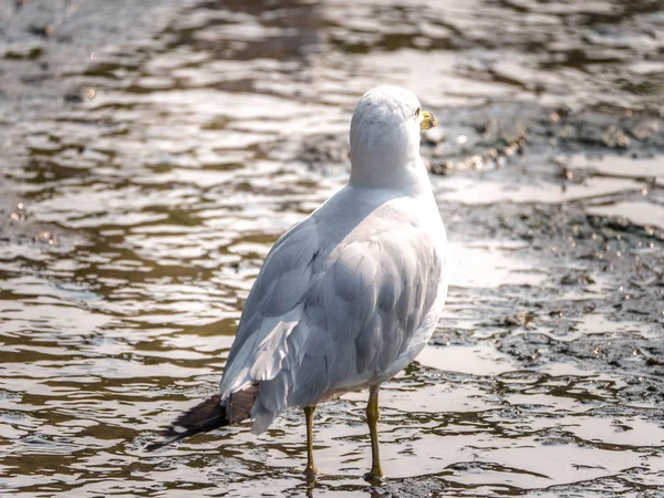 Animal Nature Photograph Seagull Standing Moving Water Facing Away Camera — Stock Photo, Image