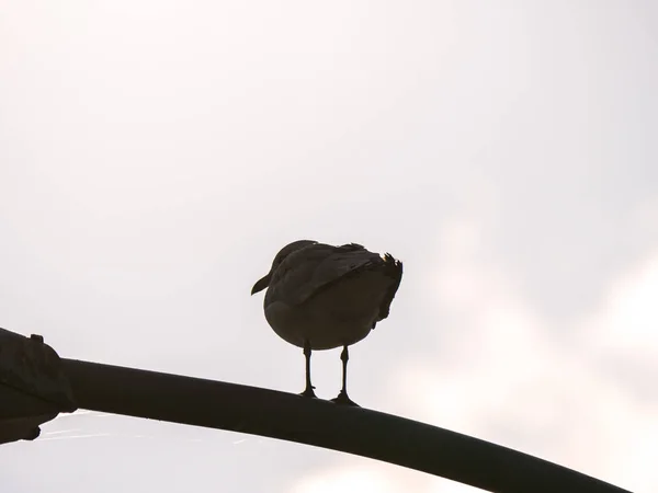Closeup Silhouette Photograph Seagull Sitting Top Light Pole Soaking Summer — Stock Photo, Image