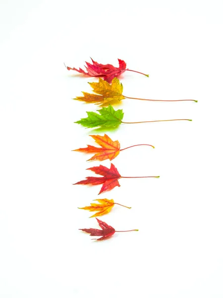 A beautiful fall or autumn season background with a row of colorful and vibrant maple leaves of various sizes isolated on a white background including red, green, orange and yellow.