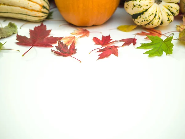A beautiful festive fall or autumn background with colorful maple leaves and portions of a squash and pumpkin isolated on a white backdrop with open space great for Thanksgiving or Halloween holiday.