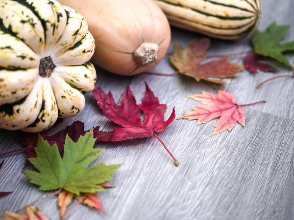 A beautiful festive fall or autumn background with colorful maple leaves laying in front of a variety of squash on gray wood grain backdrop with open space great for Thanksgiving or Halloween holiday.