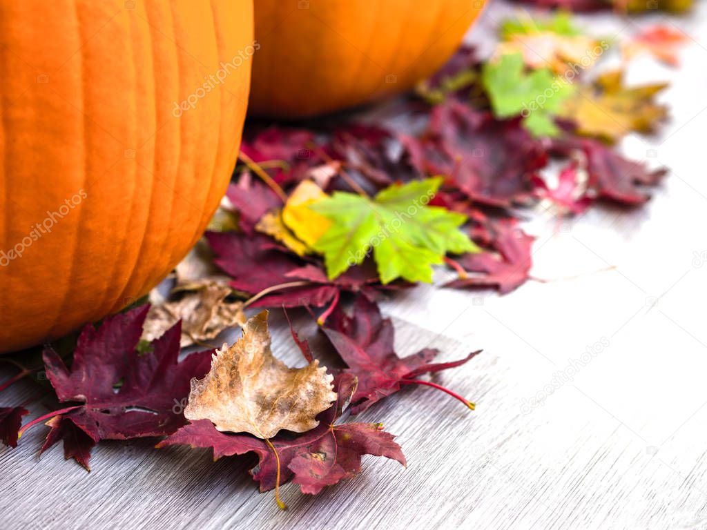 A beautiful festive fall or autumn background with colorful maple leaves piled in front of a row of pumpkins on a gray wood grain backdrop with open space great for Thanksgiving or Halloween holiday.