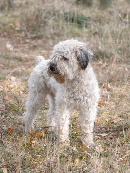 Beautiful Full Body Animal Pet Portrait Soft Coated Wheaten Terrier — Stock Photo, Image