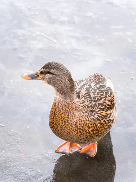 Uma Fotografia Vida Selvagem Close Único Pato Reais Fêmea Gelo — Fotografia de Stock