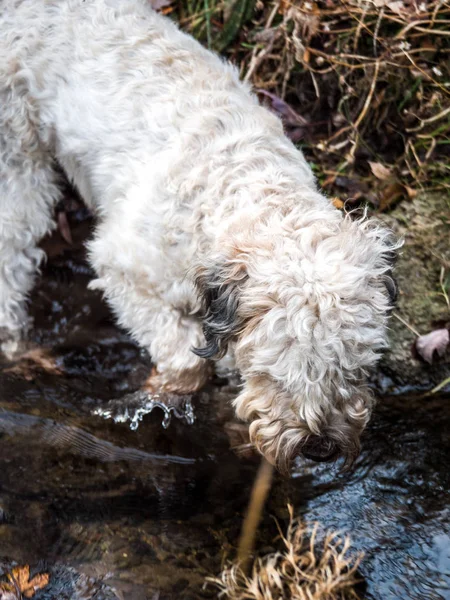 Close up photograph of a soft coated wheaten terrier dog as it walks and splashes through a stream of water outdoors in winter in rural Wisconsin.