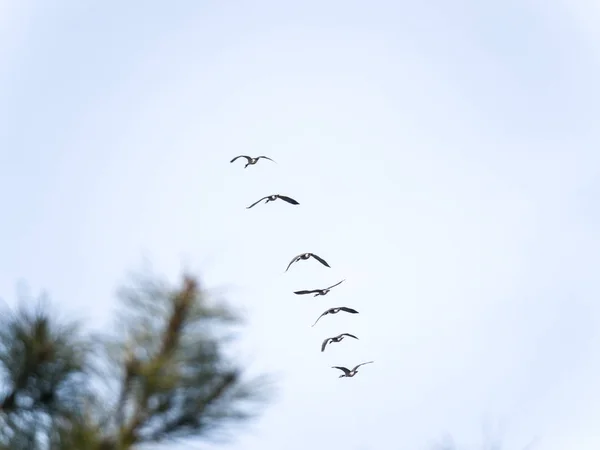 Flock Canadian Geese Fly Tree Angled Line Formation Bright Sun — Stock Photo, Image