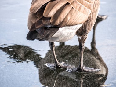 Güzel bir resmi bir Kanadalı kaz bacak kapatın ve su üstünde tepe-in onun beden ve kafa yansıması ile gölde buz erime azıyorum görüldüğü gibi son geri.