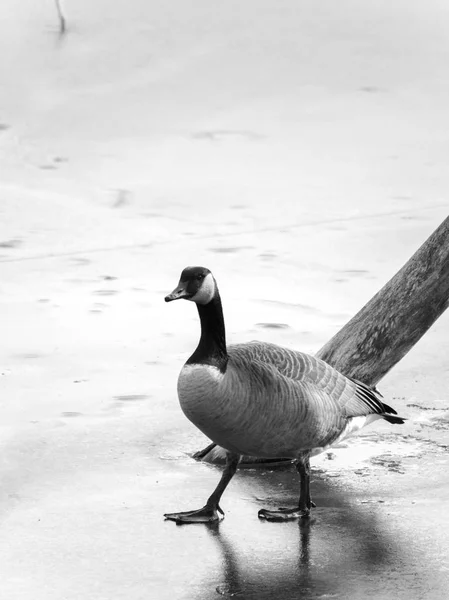 Una Foto Vida Silvestre Blanco Negro Solo Ganso Canadiense Cruza — Foto de Stock