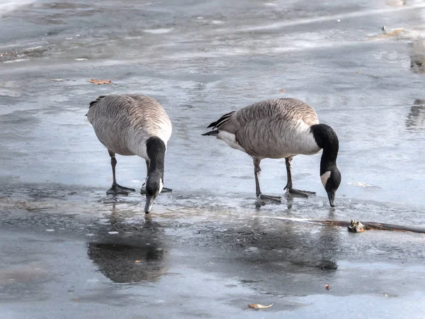 Una Fotografía Cerca Vida Silvestre Dos Gansos Canadienses Bebiendo Agua — Foto de Stock