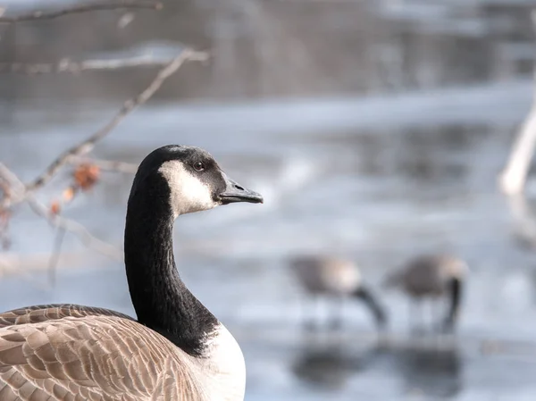 Closeup Wildlife Portrait Wild Canadian Goose Looking Frame Two Other — Stock Photo, Image