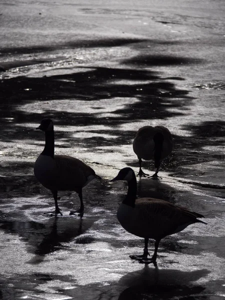 在冬季 三个加拿大鹅站在威斯康星州农村一个冰封池塘的冰上 美丽的野生动物剪影 — 图库照片