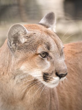 Portre portre fotoğrafı bir vahşi puma dağ aslanı ya da Puma yumuşak krem renkli kürk ve bokeh arka plan bulanık.