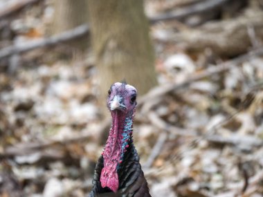 Bir erkek bronz renkli vahşi ayakta ve kırsal Wisconsin ormanda kamerada bakarak Türkiye başkanı bir closeup yaban hayatı fotoğraf.