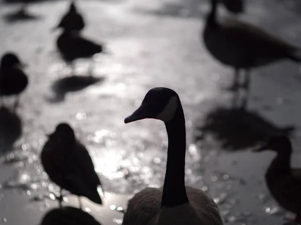 Uma Bela Silhueta Vida Selvagem Ganso Canadense Com Patos Reais — Fotografia de Stock