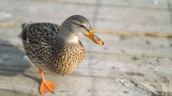 Una Hermosa Fotografía Cerca Vida Silvestre Ánade Real Hembra Gallina —  Fotos de Stock