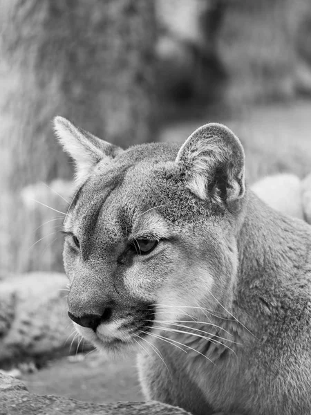 Egy Fekete Fehér Wildlife Portré Photograph Felnőtt Cougar Hegyi Oroszlán — Stock Fotó
