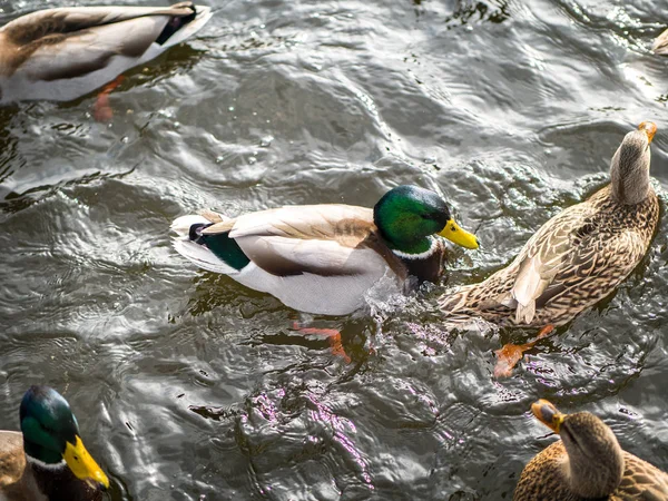 Stor Grupp Gräsänder Simmar Det Kalla Vattnet Damm Solig Vinterdag — Stockfoto