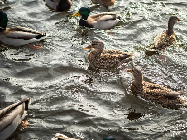 Grande Grupo Patos Reais Nada Água Fria Uma Lagoa Dia — Fotografia de Stock