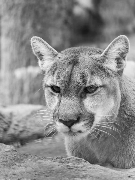 Bliska Zdjęcia Portretowe Czarno Biały Dzikość Dorosłych Cougar Mountain Lion — Zdjęcie stockowe