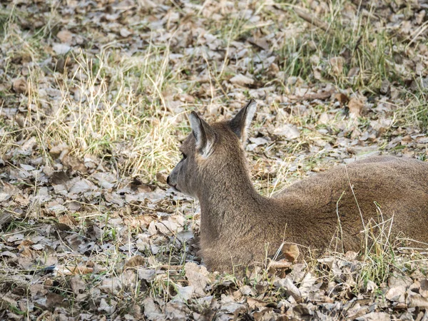 黒い毛皮の女性の Doe 白のクローズ アップ野生動物写真尾鹿茶色の草に敷設し フィールドを浴びて太陽の下で秋のシーズンのウィスコンシンに残します — ストック写真