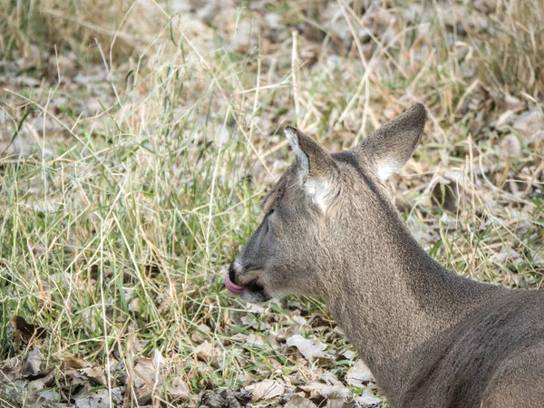 Funny Humorous Wildlife Photograph Brown Furred Female Doe White Tailed — Stock Photo, Image