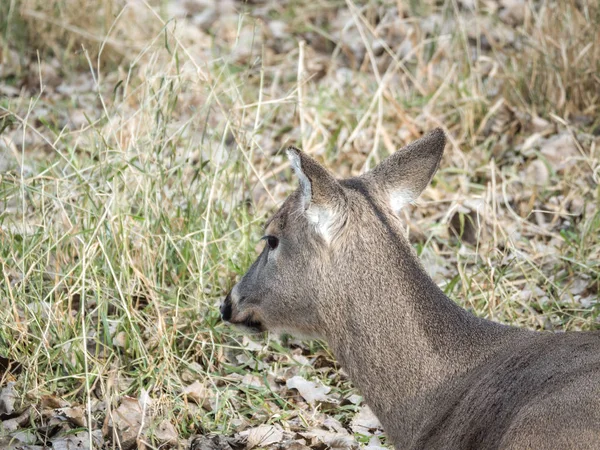 Close Wildlife Head Shot Photograph Brown Furred Female Doe White — Stock Photo, Image