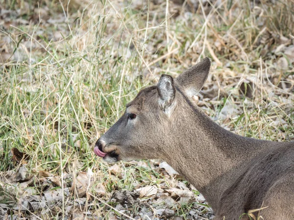 Funny Humorous Wildlife Photograph Brown Furred Female Doe White Tailed — Stock Photo, Image