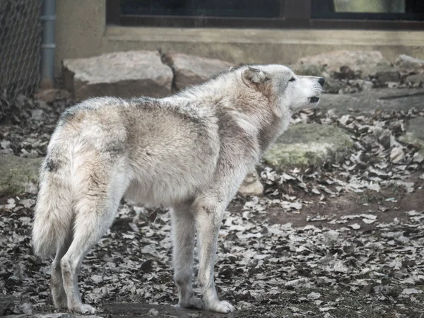 Una Fotografía Primer Plano Vida Silvestre Lobo Gris Blanco Gris — Foto de Stock