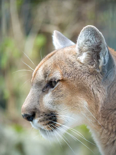 Eine Nahaufnahme Porträtfoto Eines Wilden Puma Berglöwen Oder Puma Mit — Stockfoto