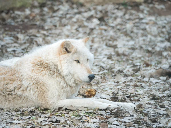 A closeup photograph of a white furred gray wolf or timber wolf laying on brown leaves in autumn or fall season in rural Wisconsin.
