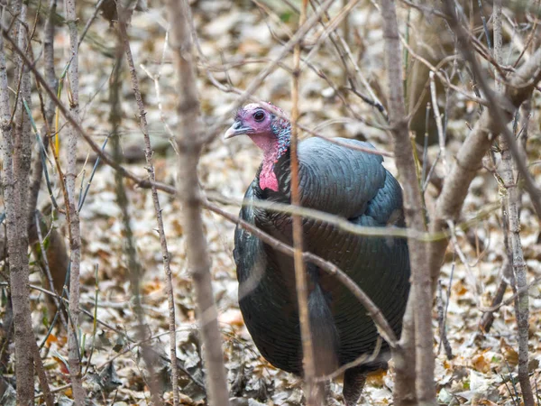 Closeup Wildlife Photograph Male Bronze Colored Wild Turkey Standing Looking — Stock Photo, Image