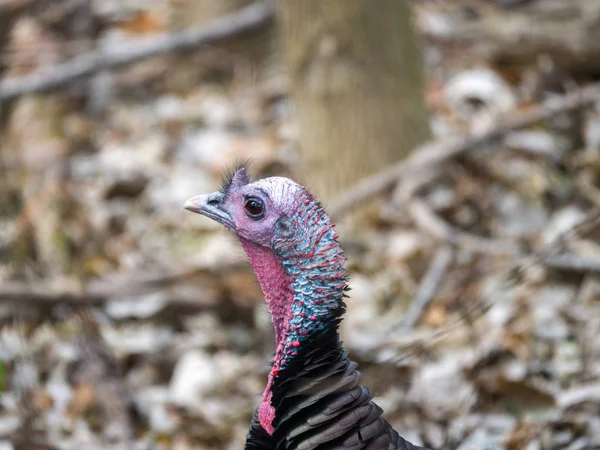 Closeup Wildlife Photograph Head Male Bronze Colored Wild Turkey Standing — Stock Photo, Image