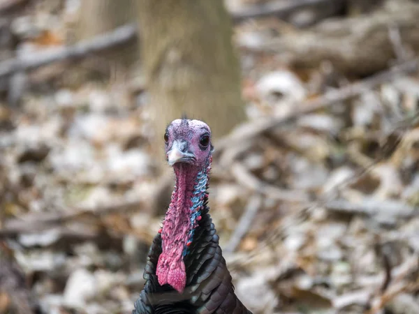 Closeup Wildlife Photograph Head Male Bronze Colored Wild Turkey Standing — Stock Photo, Image