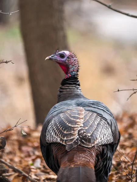 Closeup Wildlife Photograph Male Wild Bronze Colored Turkey Walking Woods — Stock Photo, Image