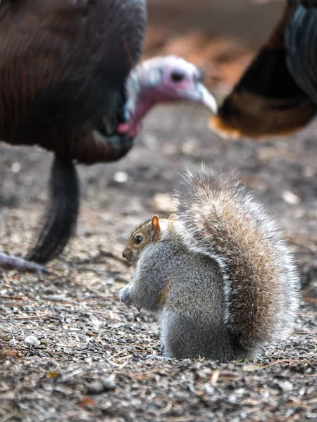 Common Grey Squirrel Bushy Tail Sits Ground Wild Turkeys Feed — Stock Photo, Image