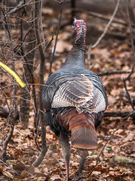 Closeup Wildlife Photograph Male Wild Bronze Colored Turkey Walking Woods — Stock Photo, Image