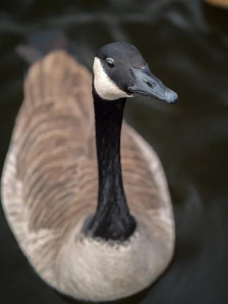 Belo Retrato Vida Selvagem Ganso Canadense Selvagem Sentado Nadando Cima — Fotografia de Stock