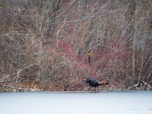 Wildlife Photograph Bronze Colored Wild Turkey Walking Frozen Ice Pond — Stock Photo, Image