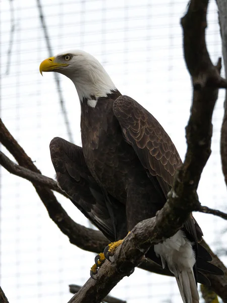 Bliska Fotografii Dużych Bald Eagle Biała Głowa Brązowymi Piórami Sztucznym — Zdjęcie stockowe