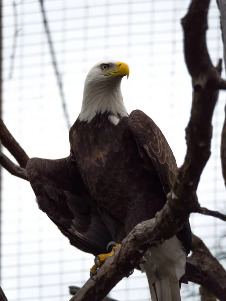 Una Fotografía Cerca Gran Águila Calva Con Cabeza Blanca Plumas —  Fotos de Stock