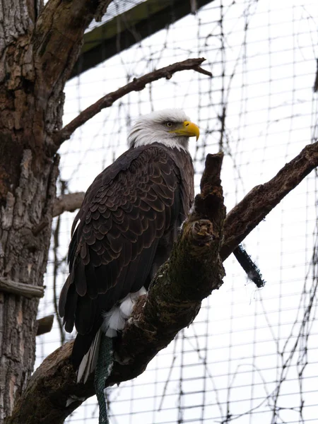 Bliska Fotografii Dużych Bald Eagle Biała Głowa Brązowymi Piórami Sztucznym — Zdjęcie stockowe